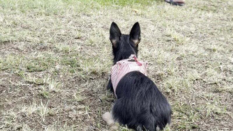 Maryknoll Dog Park - Honolulu, HI
