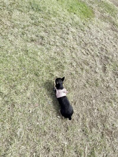Maryknoll Dog Park - Honolulu, HI