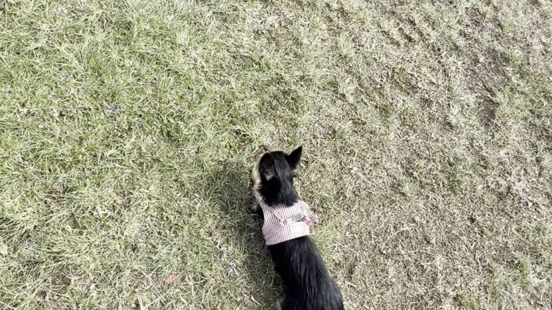 Maryknoll Dog Park - Honolulu, HI