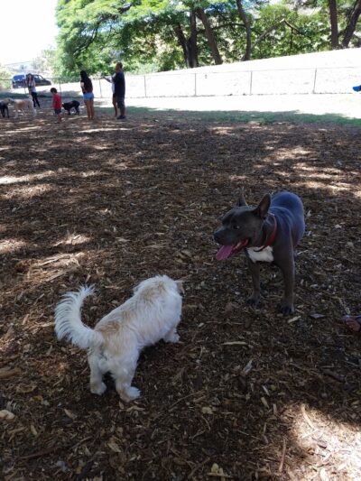 Moanalua Dog Park - Honolulu, HI