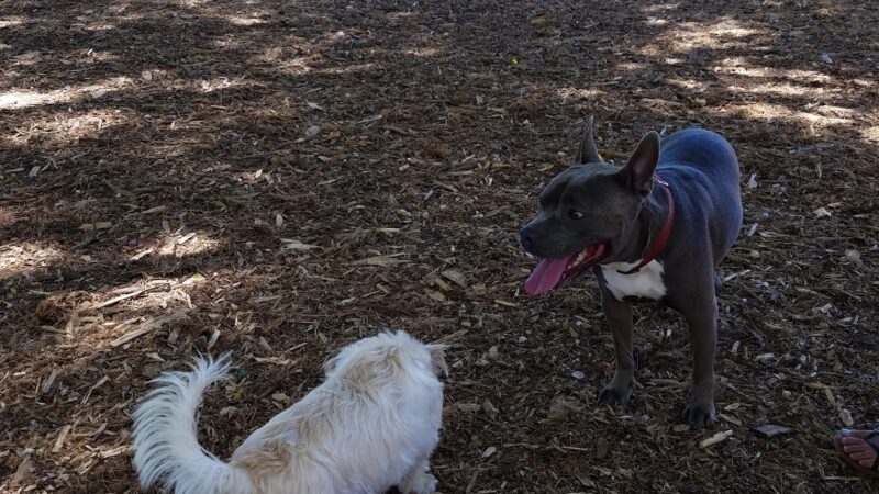 Moanalua Dog Park - Honolulu, HI