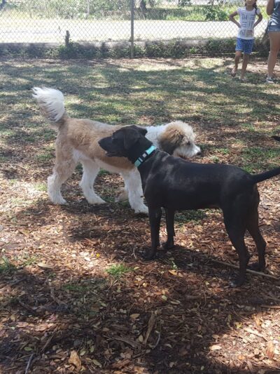 Moanalua Dog Park - Honolulu, HI