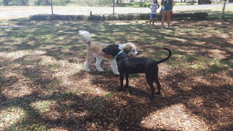 Moanalua Dog Park - Honolulu, HI