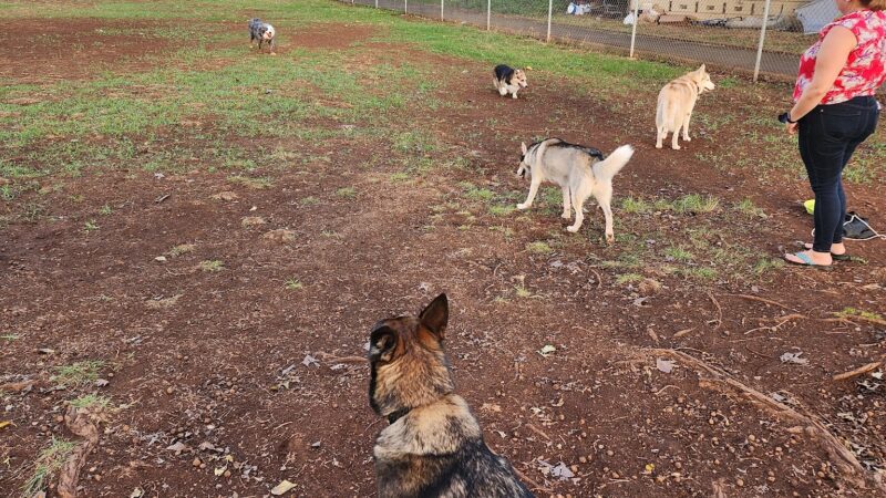 Mother Waldron Neighborhood Dog Park - Honolulu, HI