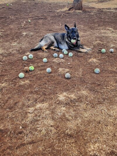 Mother Waldron Neighborhood Dog Park - Honolulu, HI