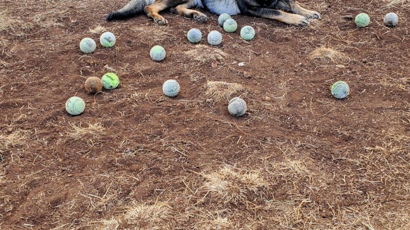 Mother Waldron Neighborhood Dog Park - Honolulu, HI