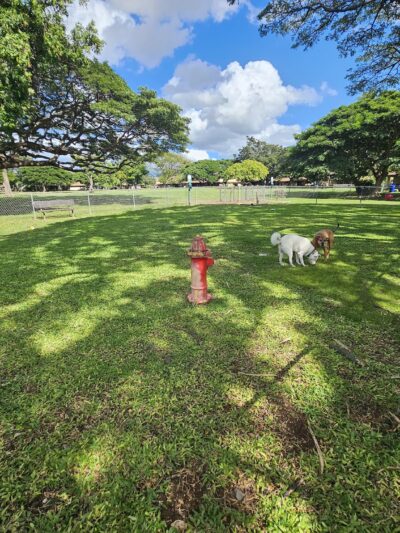 ONC dog park - Honolulu, HI