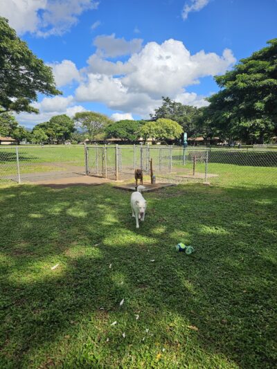 ONC dog park - Honolulu, HI