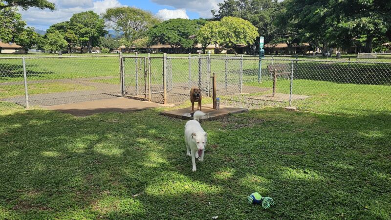 ONC dog park - Honolulu, HI