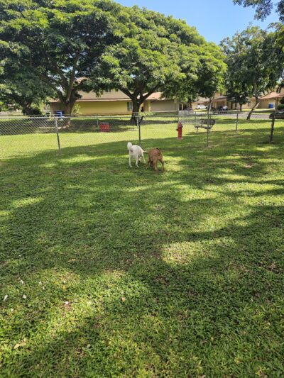 ONC dog park - Honolulu, HI