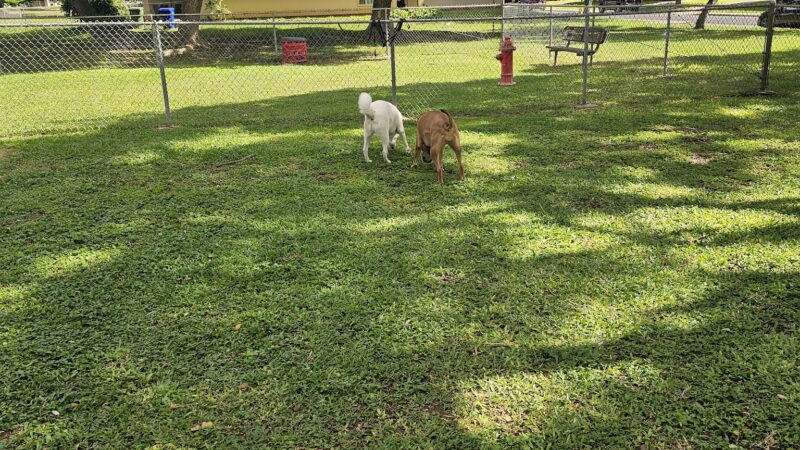 ONC dog park - Honolulu, HI