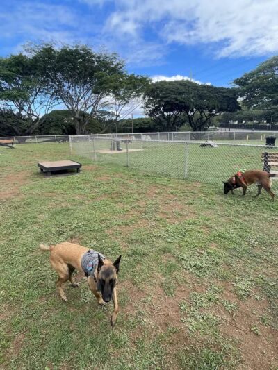 Nemo Dog Park -NavFac - Honolulu, HI