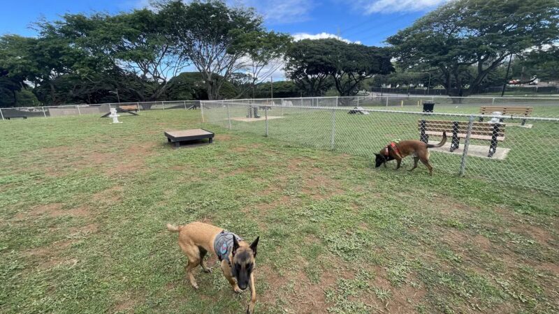 Nemo Dog Park -NavFac - Honolulu, HI