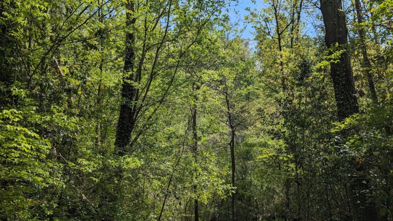 Blue Ridge Nature Trail - Hoover, AL