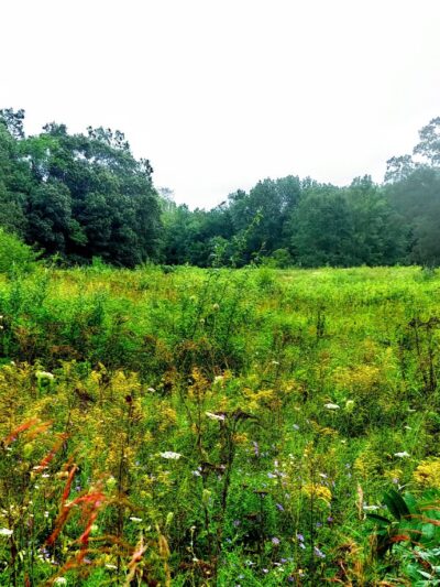 Lawton Farm - Hope, RI