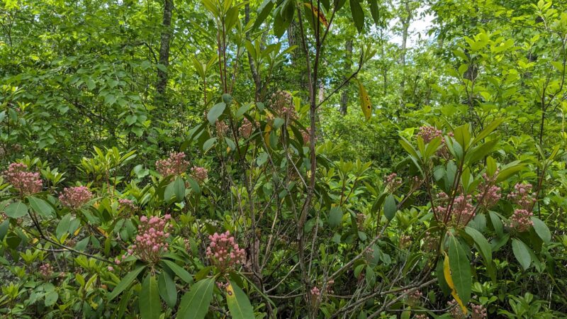 Rockville Mgmt Area Trailhead - Hope Valley, RI