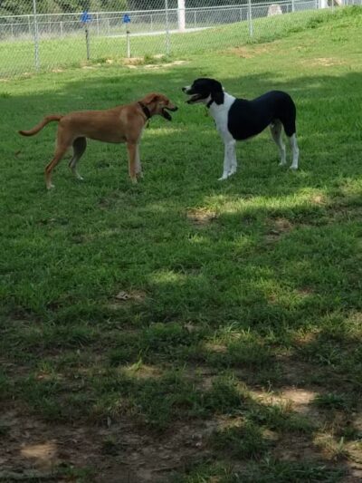 Abby's Dog Park - Horseshoe Bend, AR