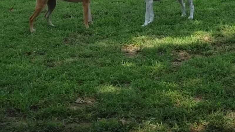 Abby's Dog Park - Horseshoe Bend, AR