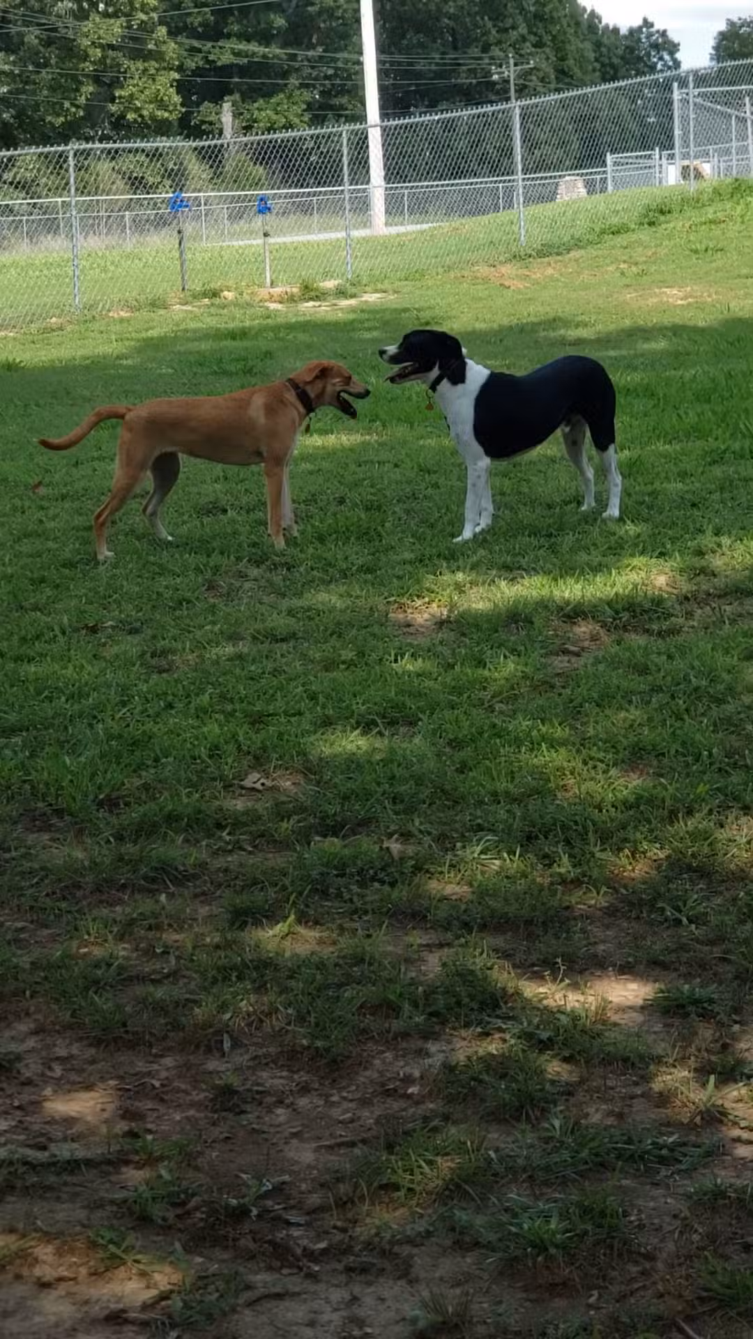 Abby's Dog Park - Horseshoe Bend, AR