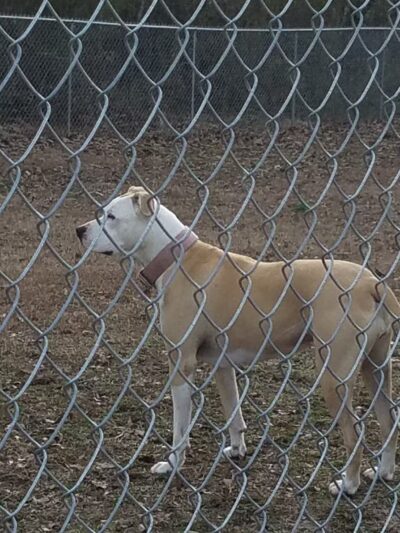 Abby's Dog Park - Horseshoe Bend, AR