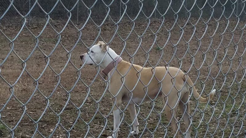 Abby's Dog Park - Horseshoe Bend, AR