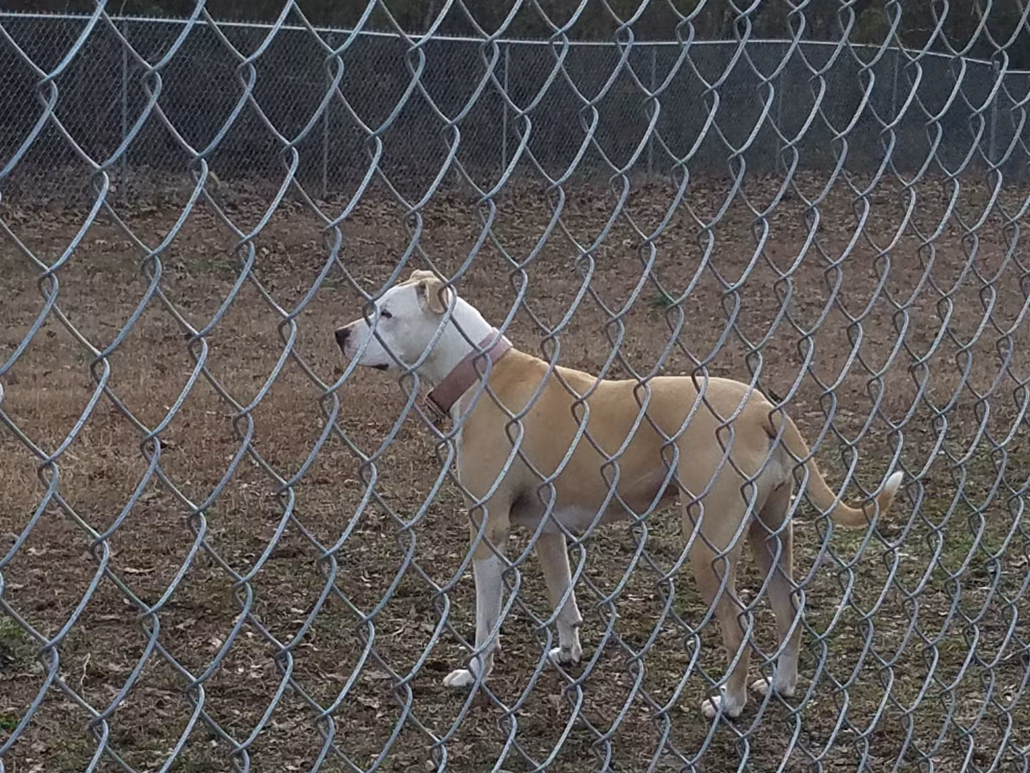 Abby's Dog Park - Horseshoe Bend, AR