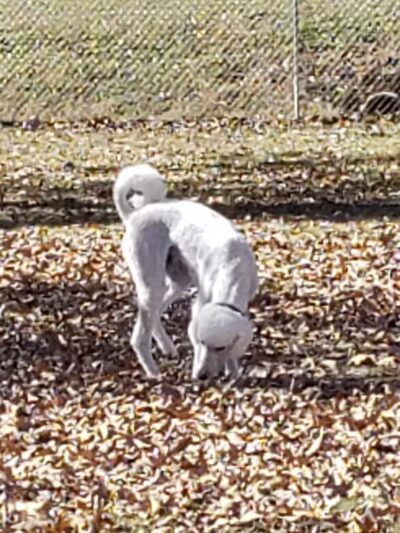 Abby's Dog Park - Horseshoe Bend, AR