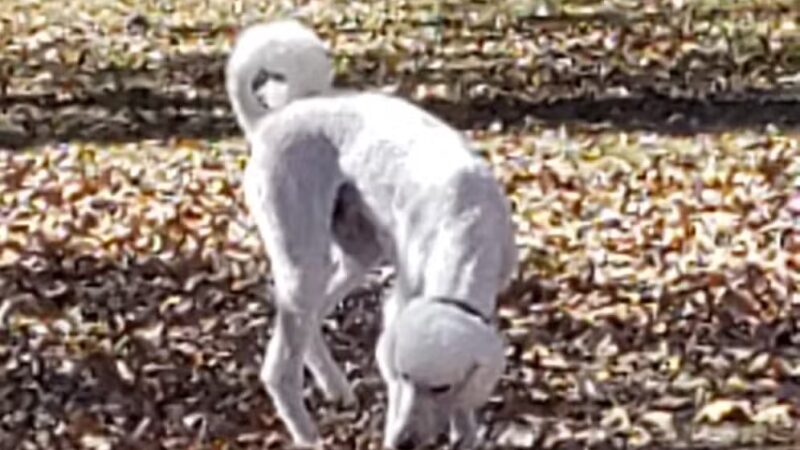 Abby's Dog Park - Horseshoe Bend, AR