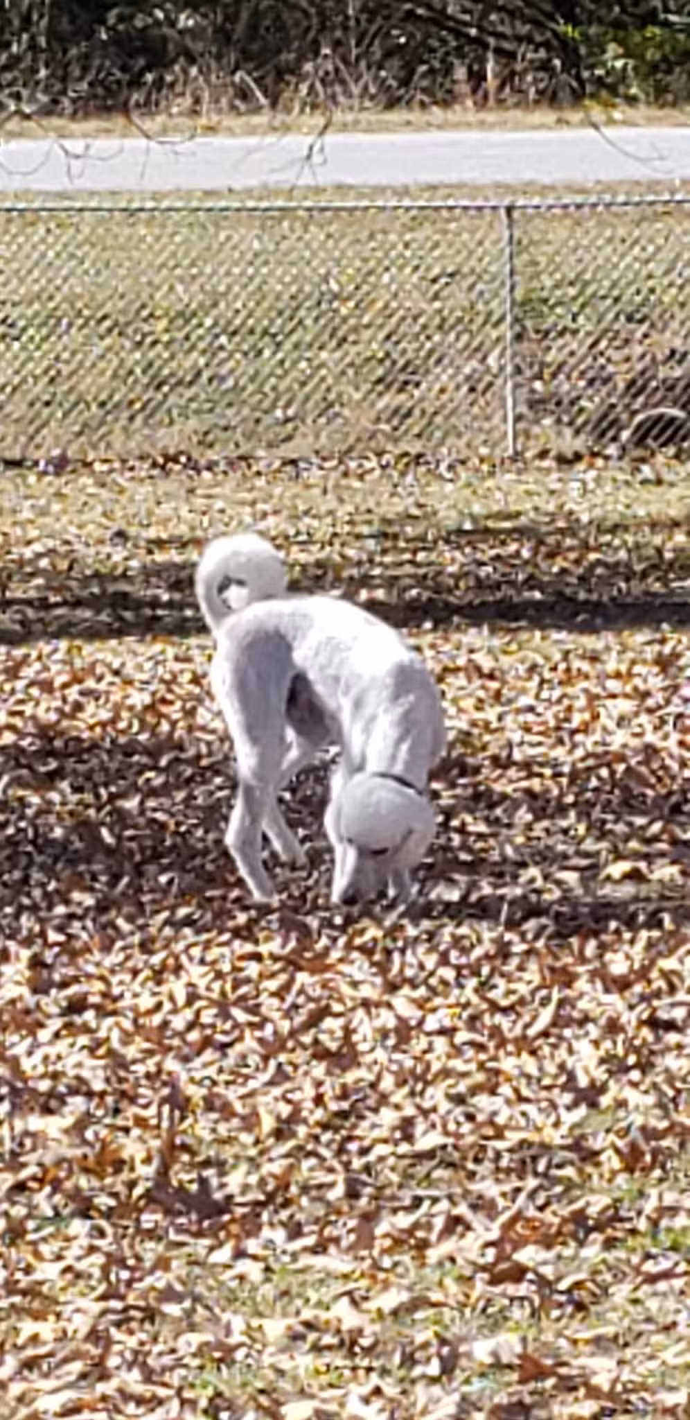 Abby's Dog Park - Horseshoe Bend, AR