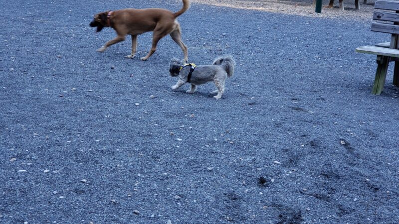 Desoto Dog Park - Hot Springs, AR