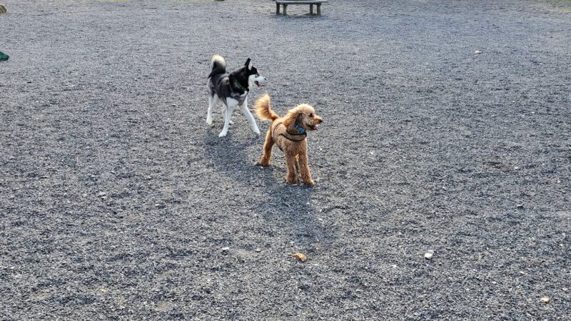 Desoto Dog Park - Hot Springs, AR