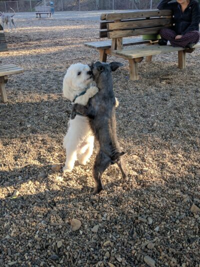 Desoto Dog Park Hot Springs Village - Hot Springs, AR