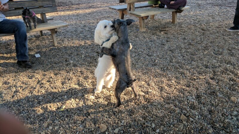 Desoto Dog Park Hot Springs Village - Hot Springs, AR