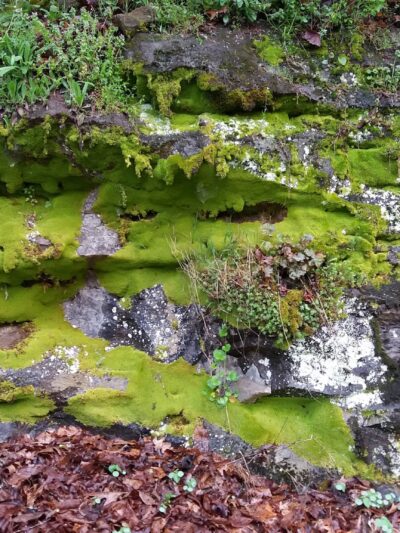 Jackson River Scenic Trail - Natural Well Trailhead - Hot Springs, VA