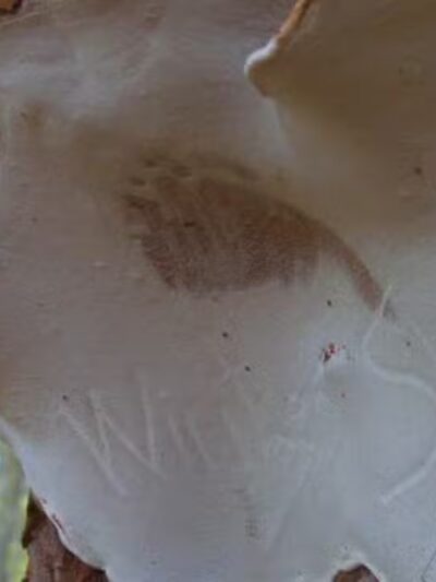 Moss Lake Preserve - Houghton, NY