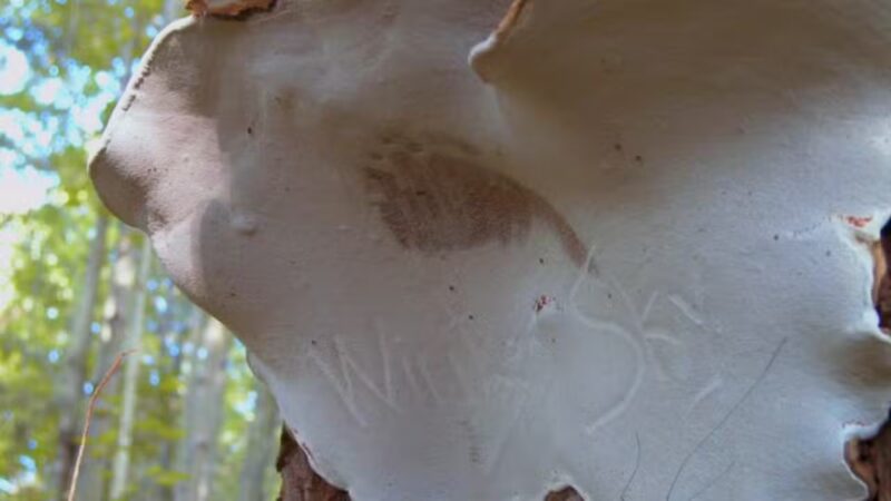 Moss Lake Preserve - Houghton, NY