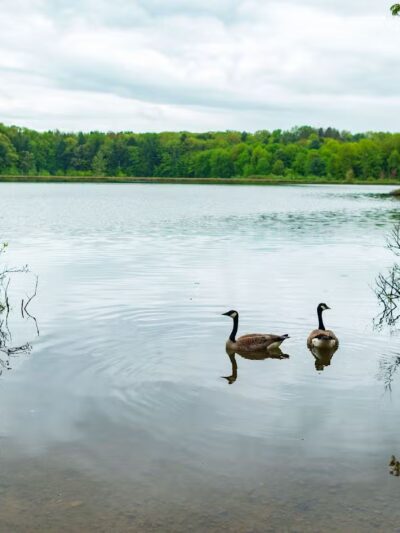 Moss Lake Preserve - Houghton, NY