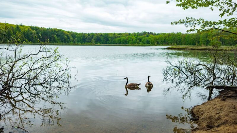 Moss Lake Preserve - Houghton, NY