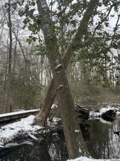 Blairs Pond Public Park - Houston, DE