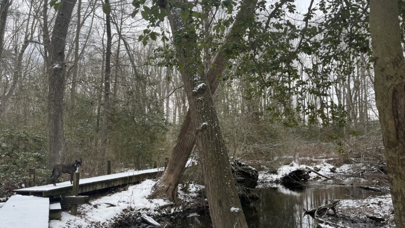 Blairs Pond Public Park - Houston, DE