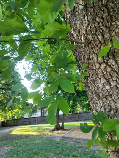 Bauer Pocket Park - Houston, TX