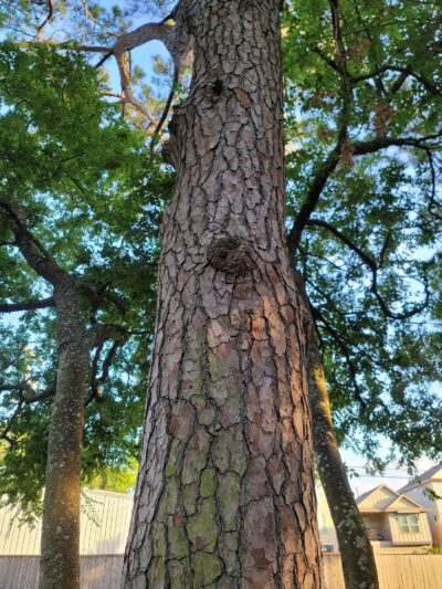 Bauer Pocket Park - Houston, TX