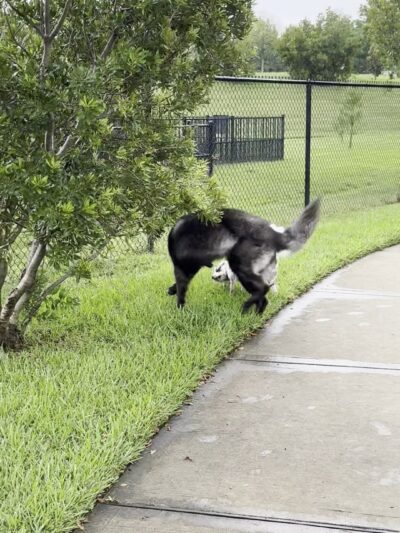 Charterwood Dog Park - Houston, TX