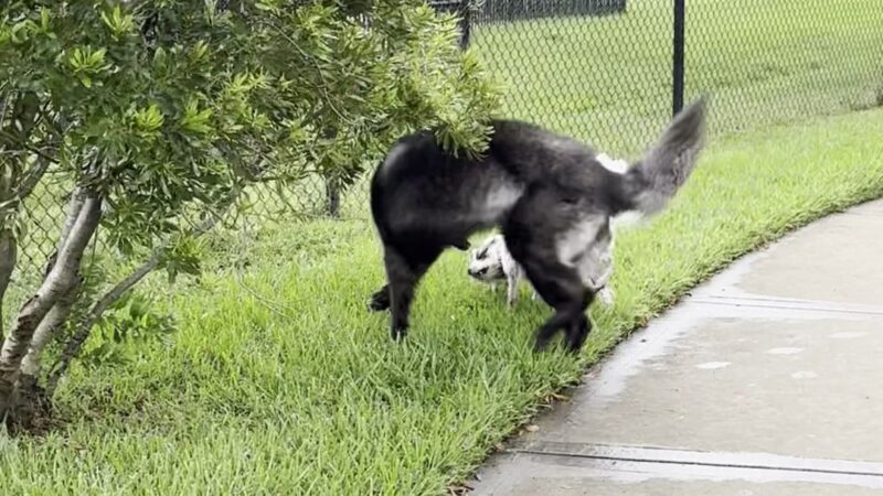 Charterwood Dog Park - Houston, TX