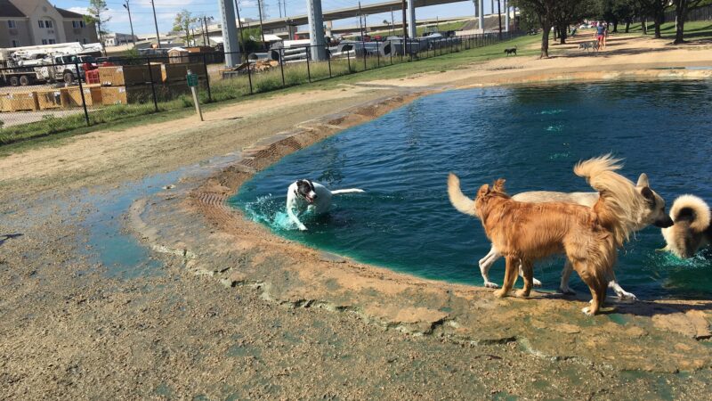 Dog park - Houston, TX