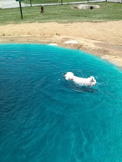 Dog park - Houston, TX