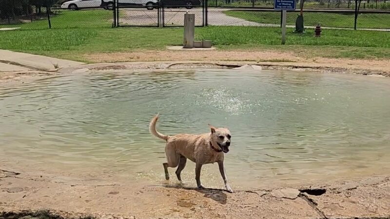 Dog park - Houston, TX