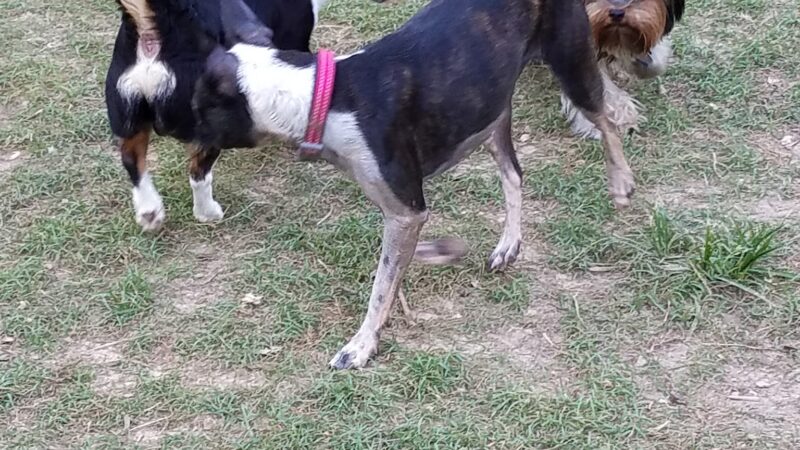 Dog Park - Houston, TX