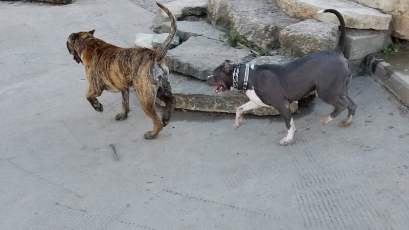 Dog Park - Houston, TX