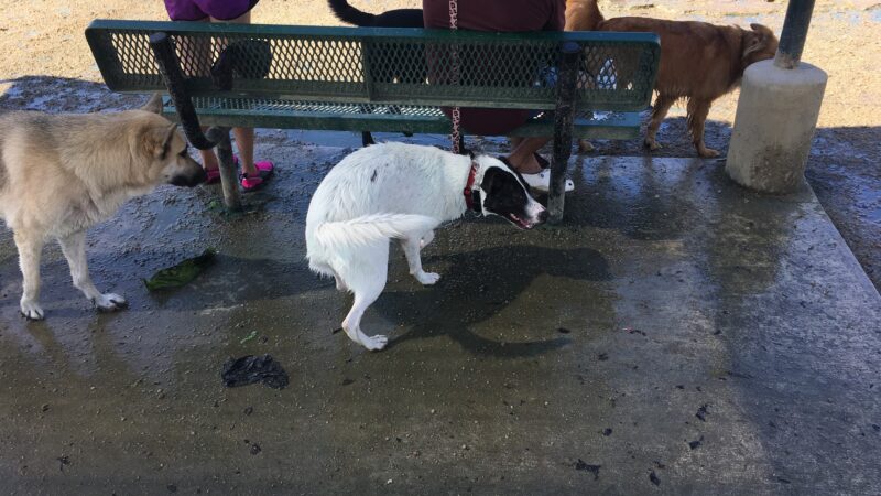 Dog park - Houston, TX
